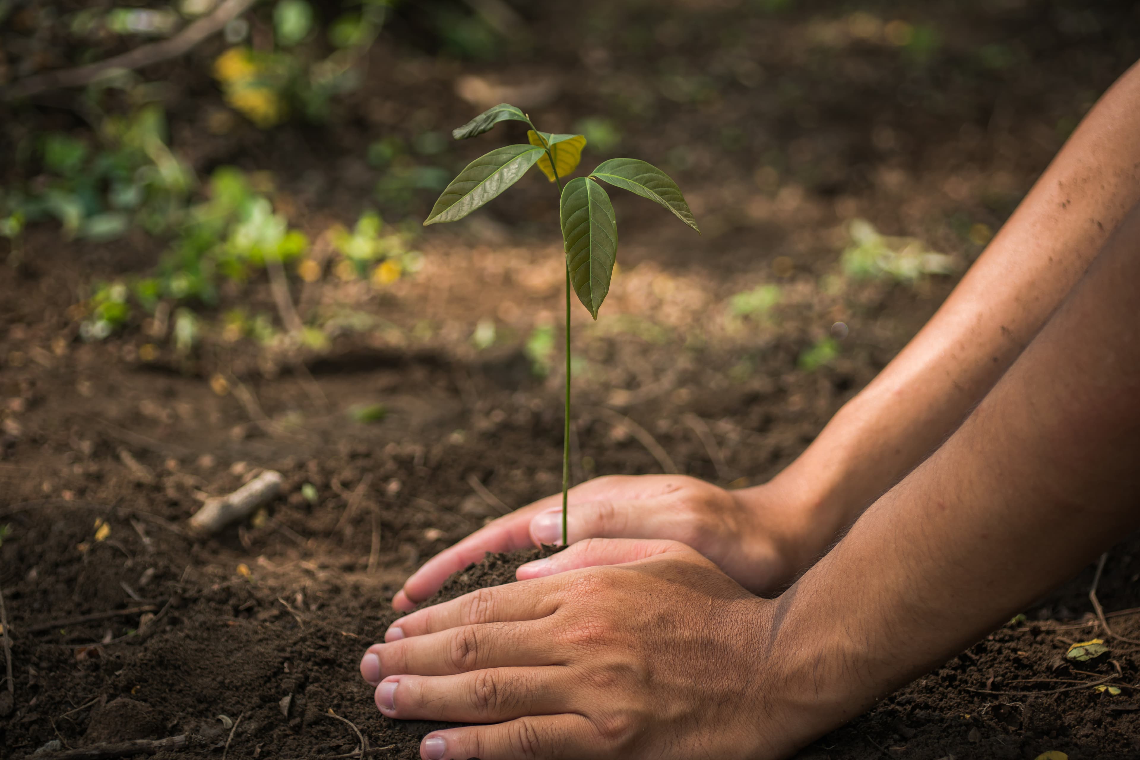 Senior man holding a young plant